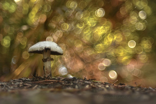 Photographed with Fujifilm Fujinon 55/2.2 “bokeh beast” #fungi #mushrooms