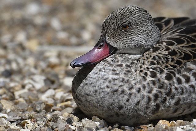 Anas capensis - Cape Teal