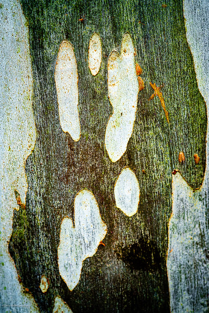 Bark in Abstract
