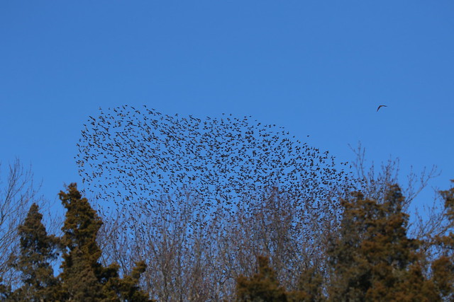 European Starlings and a Raptor