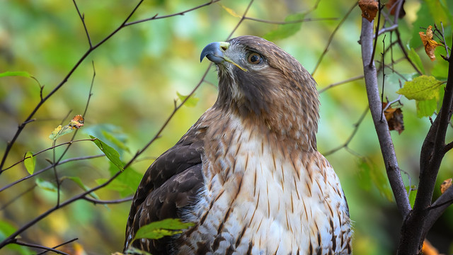 Portrait of a Red Tailed Hawk