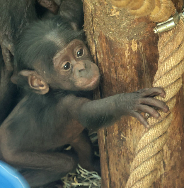 Bonobo Lingoye's baby Ouwehand ED8A3399