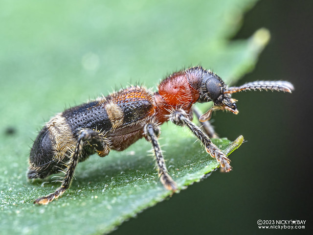 Checkered beetle (Clerinae) - PB214541