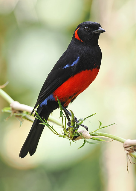 Scarlet-bellied Mountain-Tanager (Ecuador)