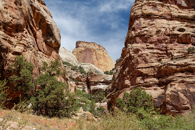 Standing in Awe of the Golden Throne (Capitol Reef National Park)