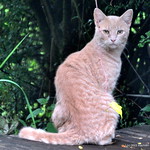 DSC_0157 A neighbor&#039;s Cat in my yard ~ Sparta, New Jersey