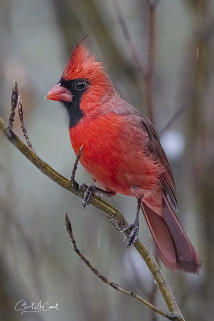 Rainy day cardinal 1