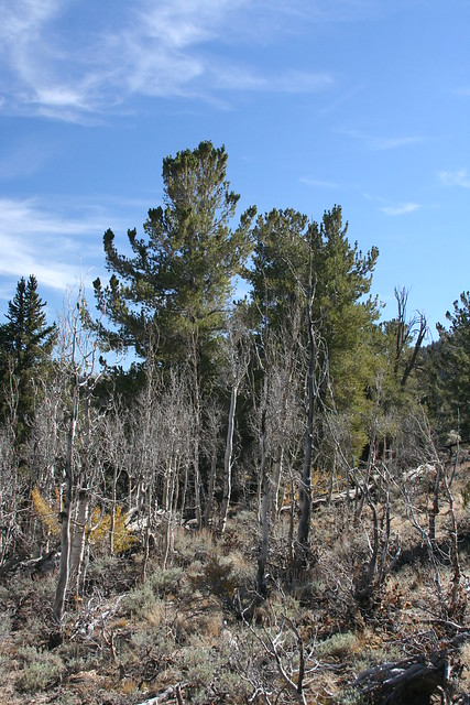 Pinus flexilis in the White Mountains of CA