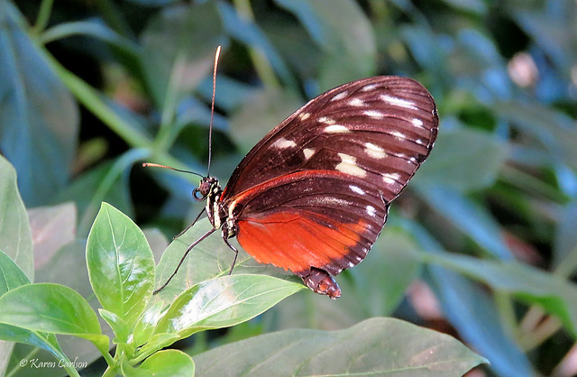 Golden Longwing (Heliconius hecale)