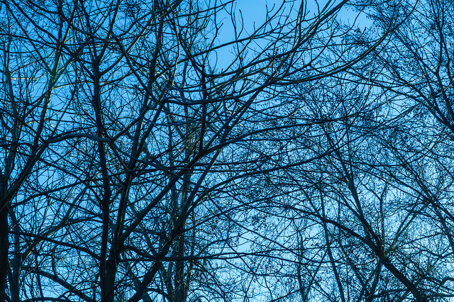 Winter branches abstract