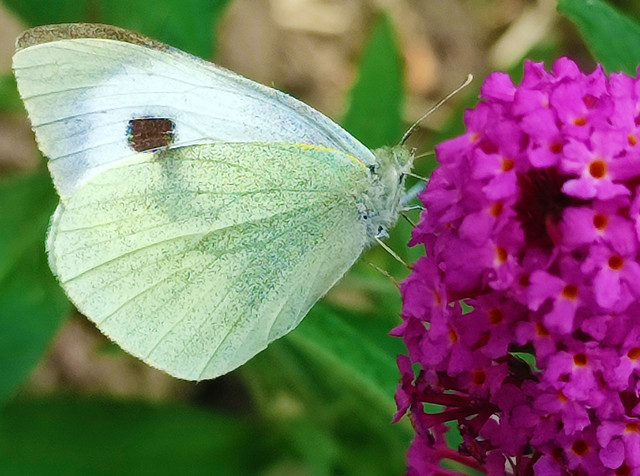 Large Cabbage White Butterfly (Pieris brassicae)