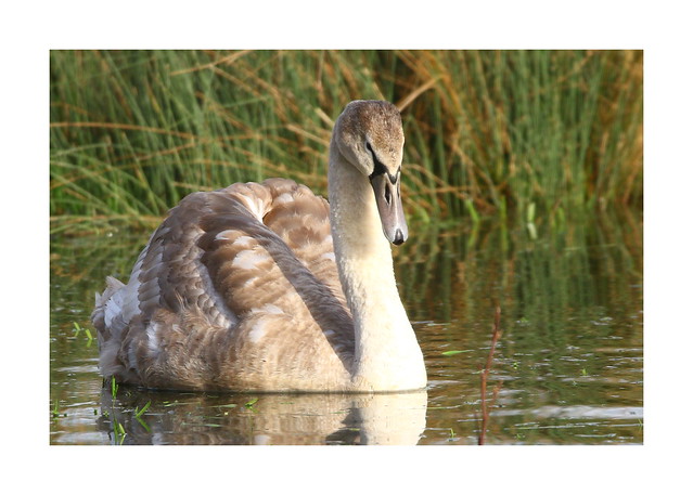 Juvenile Swan on the floods at Titchfield Canal , Hampshire