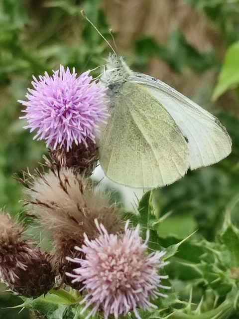 Small Cabbage White Butterfly (Pieris rapae)