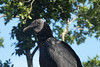 Calakmul, kondor havranovitý, foto: Petr Nejedlý