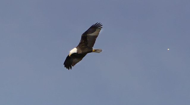 Eagle on Coeur d' Alene Lake