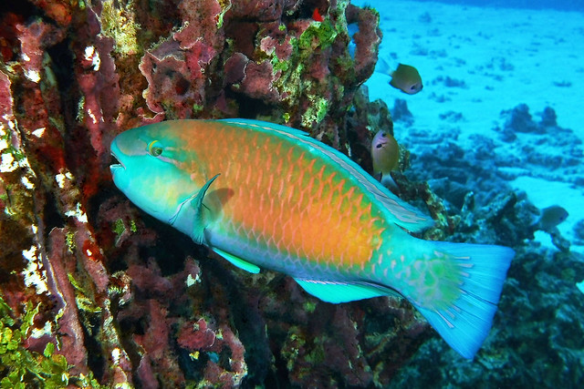 Christmas Week - bullethead parrotfish