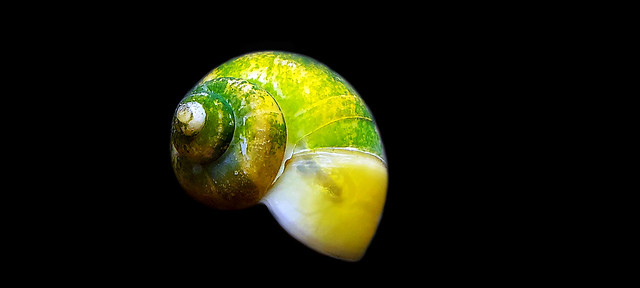 My Apple snail in the aquarium caught algae on its shell-III