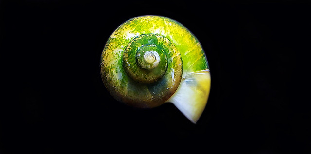My Apple snail in the aquarium caught algae on its shell-IV