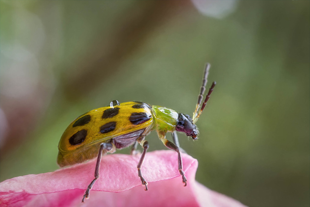 spotted cucumber beetle Another species wandering the rose… Flickr