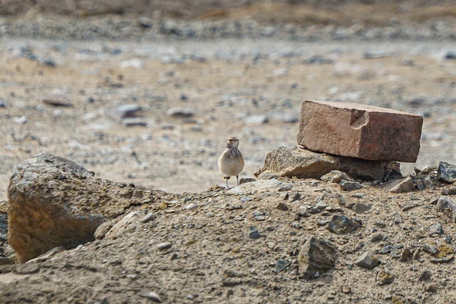 Geositta peruviana (minero peruano).