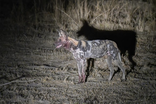 Perro salvaje africano o licaón  (Lycaon pictus) - African wild dog