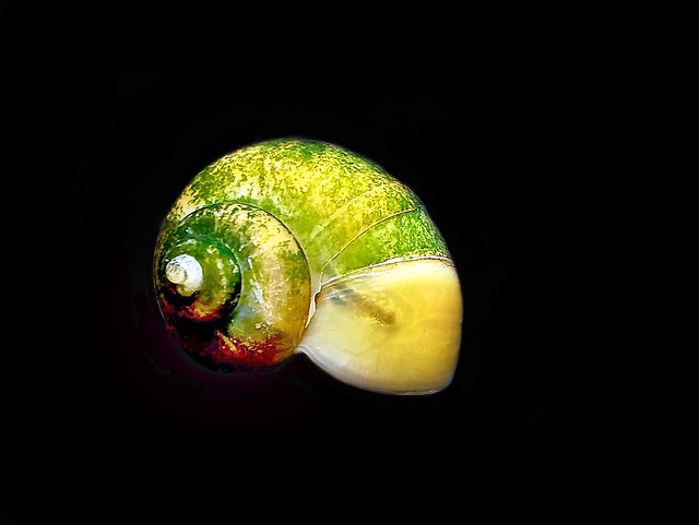My Apple snail in the aquarium caught algae on its shell-I