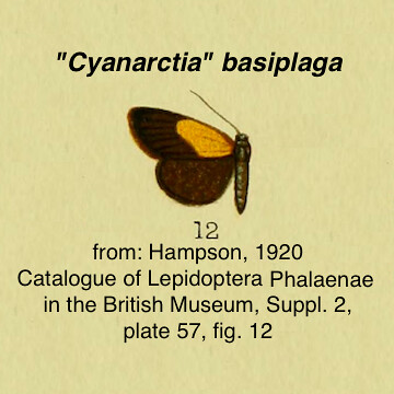 Cyanarctia basiplaga Hampson 1920 pl 57 f 12 copy