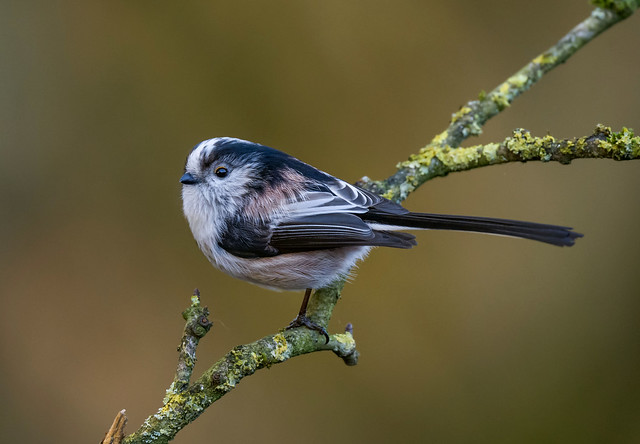 Long-tailed-Tit