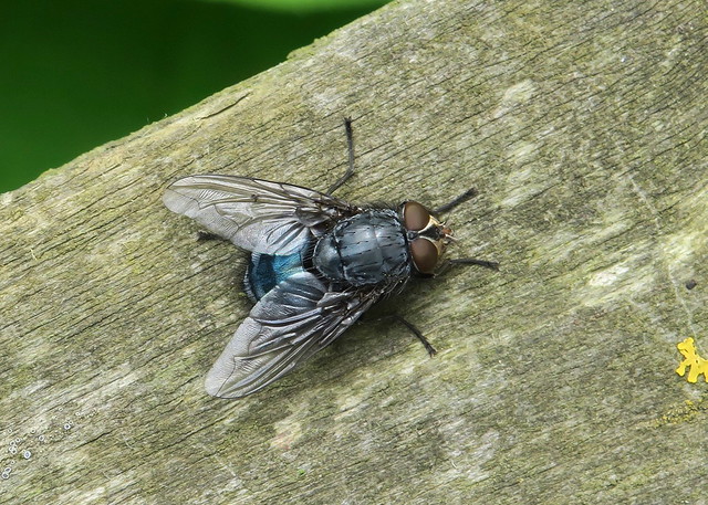 Calliphora fly species