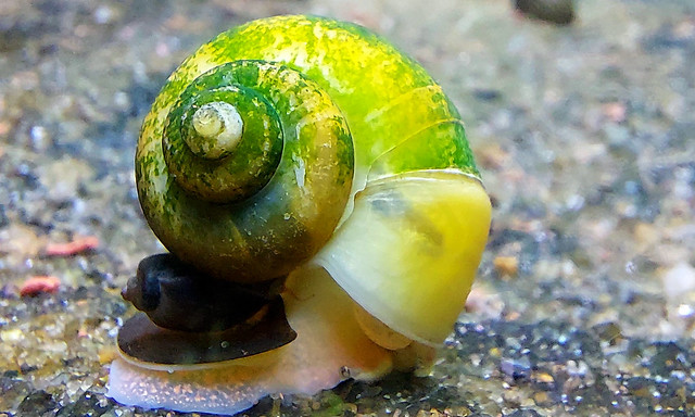 My Apple snail in the aquarium caught algae on its shell-II