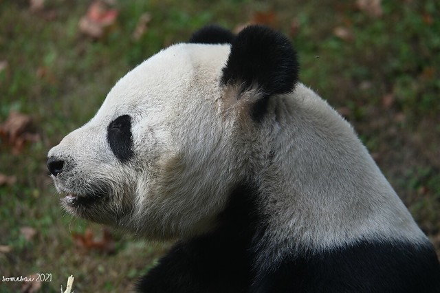 More and more Tian Tian
