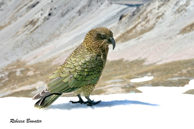 Kea NZ Parrot in the snow on a mountain