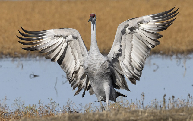 Sandhill Crane during fall/winter migration on the Pacific Flyway