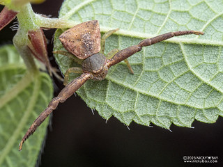 Crab spider (Pistius sp.) - PB214786