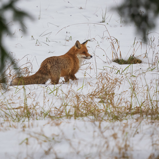 Fuchs | Fox