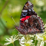 IMG_1382 Red Admiral butterfly #lepidopteragallery #instagram
