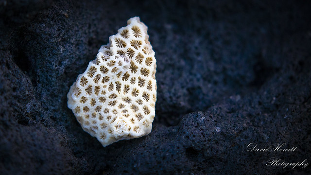 Delicate coral-3154