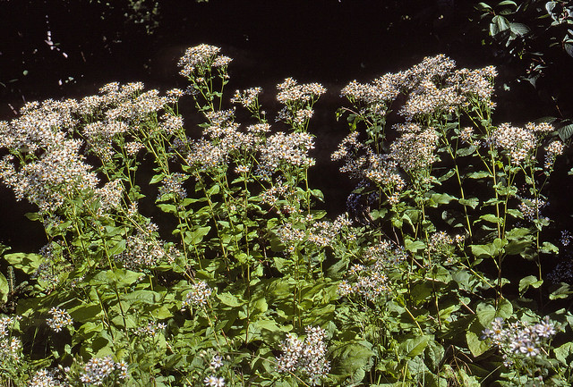 Symphyotrichum cordifolium HJERTEBLADASTERS Blue Wood Aster / Herzblättrige Schleier-Aster