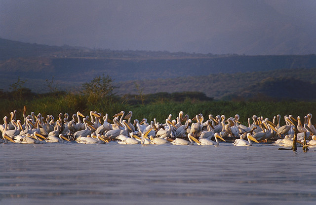 Great White Pelicans, Lake Chamo, Nechisar National Park, Ethiopia