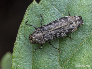 Jewel beetle (Coraebus sp.) - PB214920