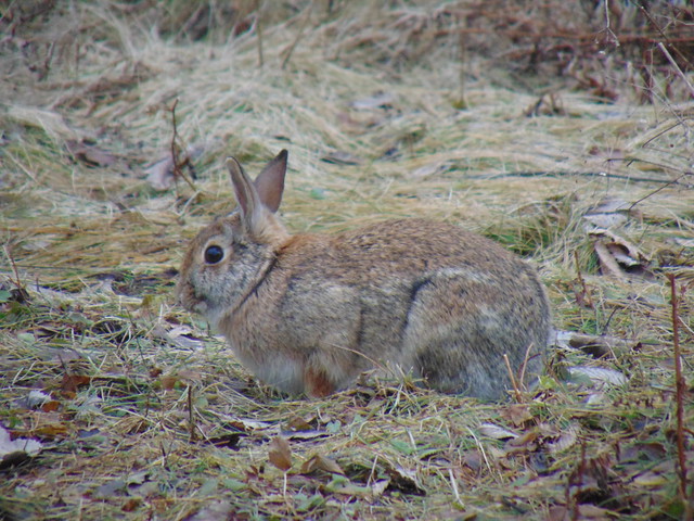 Eastern cottontail in Sainte-Rose (2)