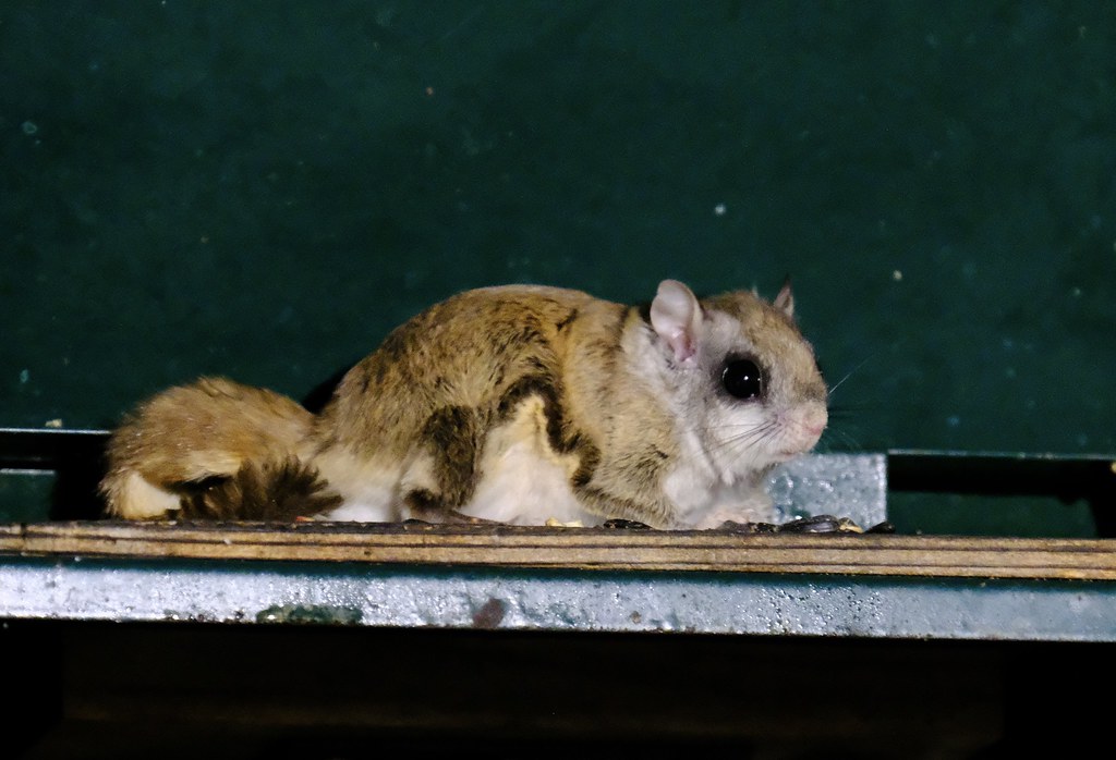 Southern Flying Squirrel (Glaucomys volans), also known as Assapan