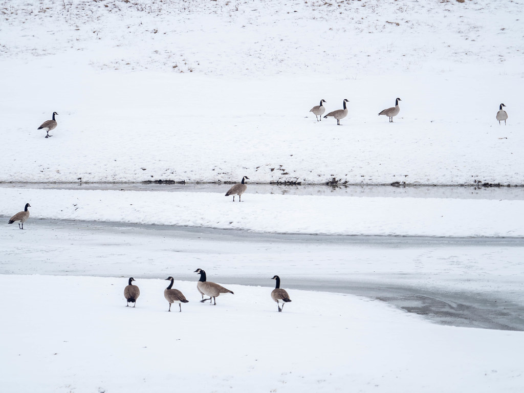 _C180220.jpg | Olympus digital camera | Thomas Dekany | Flickr