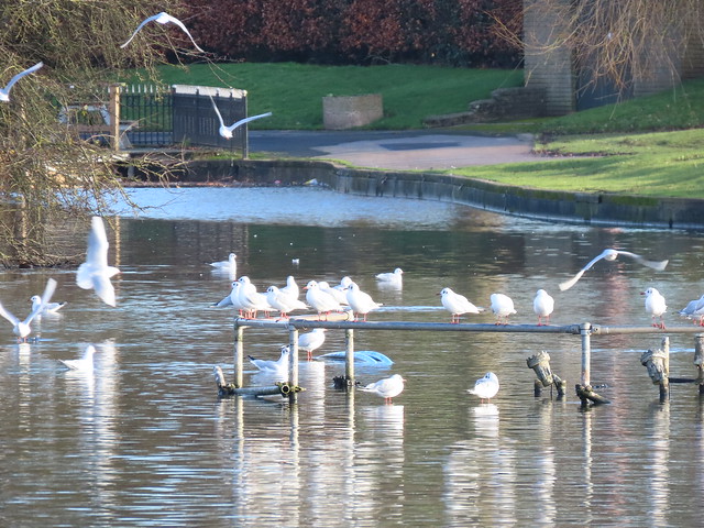 Gulls on the Boating Lake at Cannon Hill Park on Boxing Day