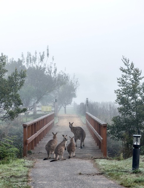A troupe of Kangaroos in the fog