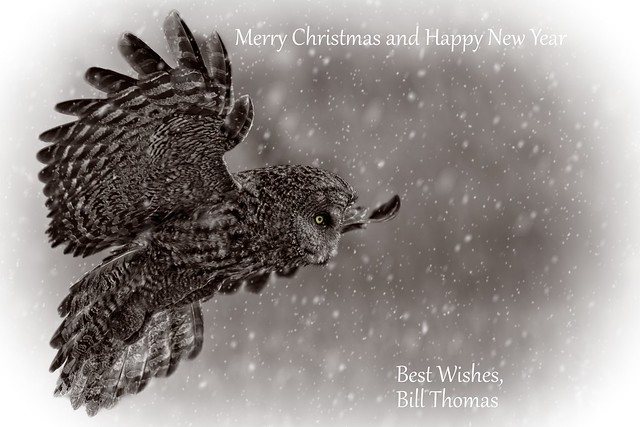 Great Gray Owl Christmas Card