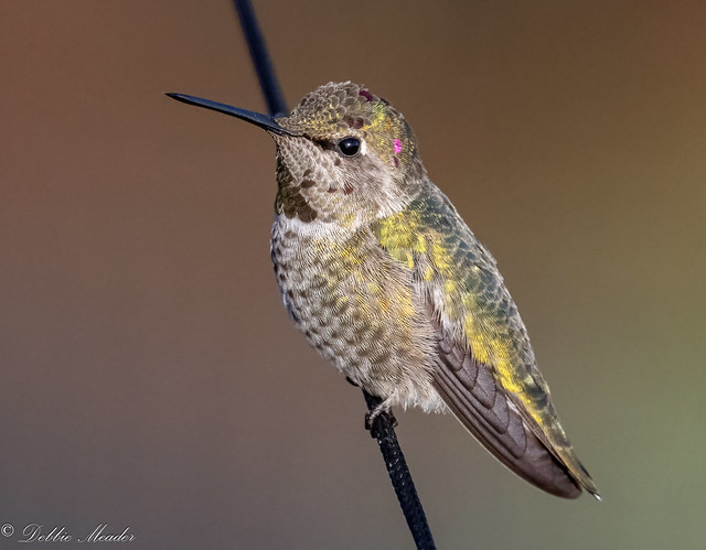 A Young male Anna's Hummingbird!