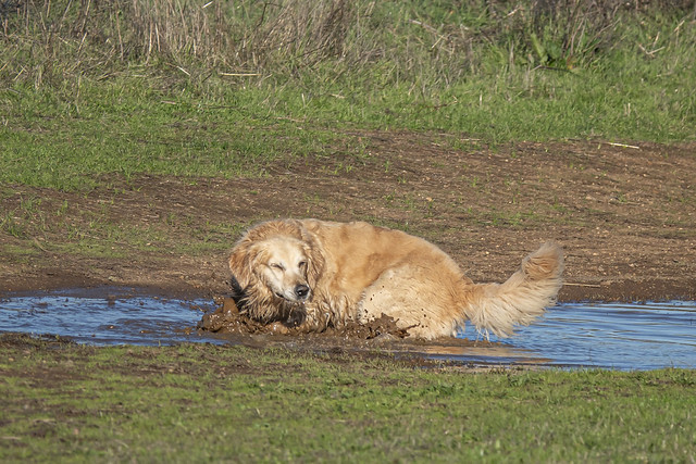 Honey in mud puddle at Alston Park in Napa-09 12-22-23