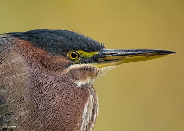 Green Heron Up Close and Personal