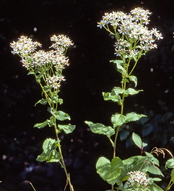 Symphyotrichum cordifolium HJERTEBLADASTERS Blue Wood Aster / Herzblättrige Schleier-Aster